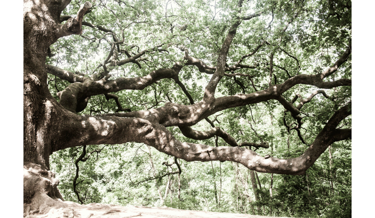 Lavorare con la natura: i colori